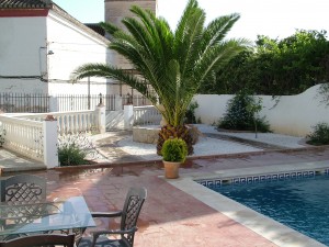 Palm tree and pool